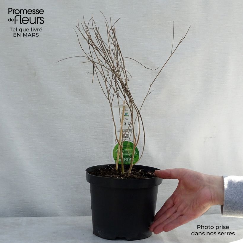 Spécimen de Lespedeza thunbergii Pot de 2L/3L tel que livré au printemps