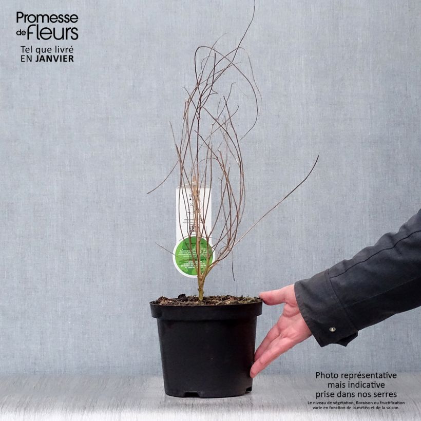 Spécimen de Lespedeza thunbergii Pot de 2L/3L tel que livré en hiver