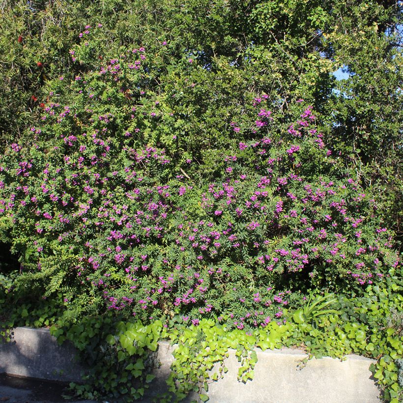Lespedeza thunbergii (Port)
