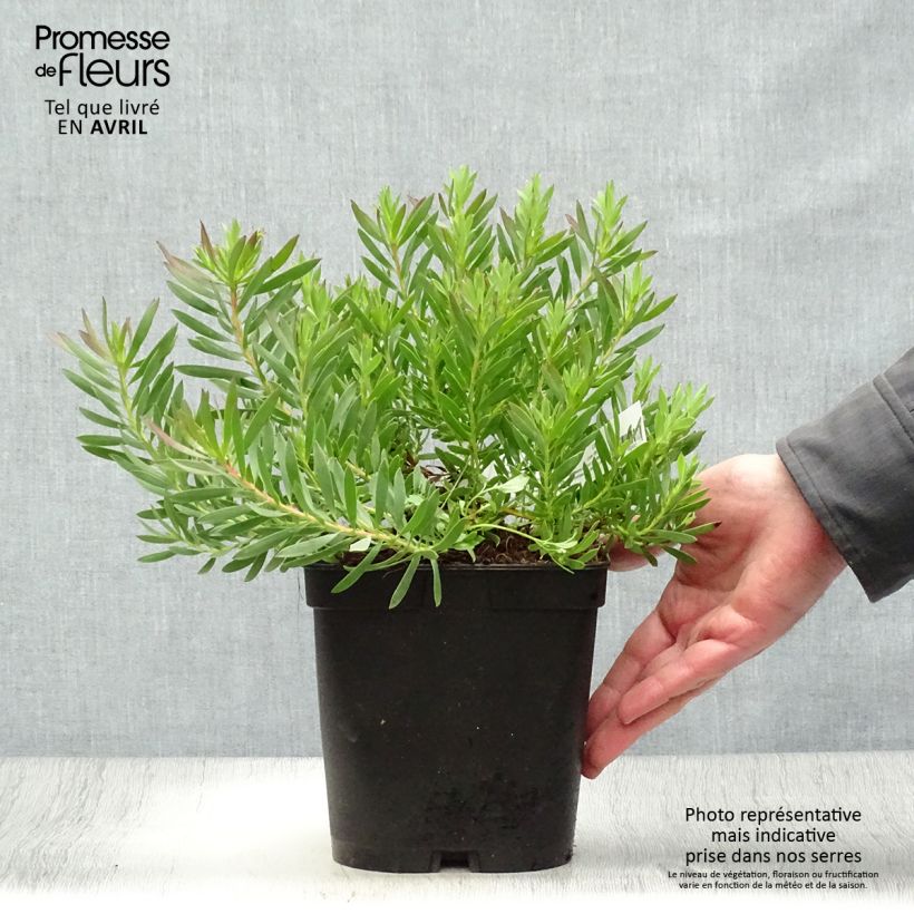 Spécimen de Leucadendron Cheeky  Pot de 3L/4L tel que livré au printemps