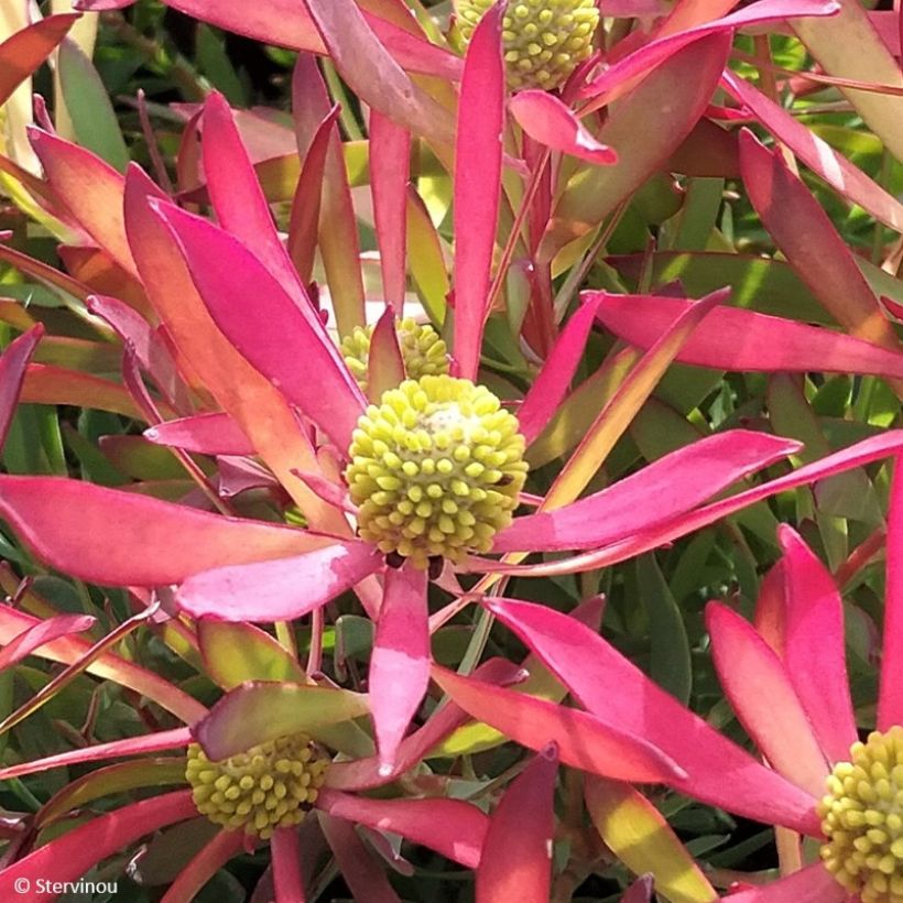 Leucadendron Cheeky (Floraison)