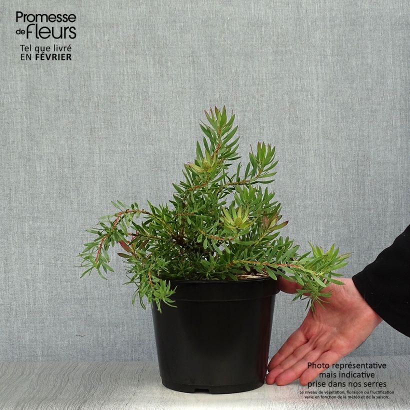 Spécimen de Leucadendron Cheeky  Pot de 3L/4L tel que livré en hiver