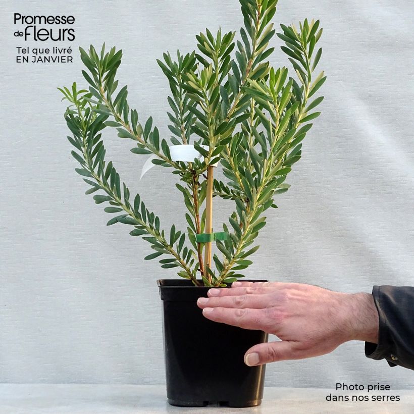 Spécimen de Leucadendron Devil's Blush Pot de 3L/4L tel que livré en hiver
