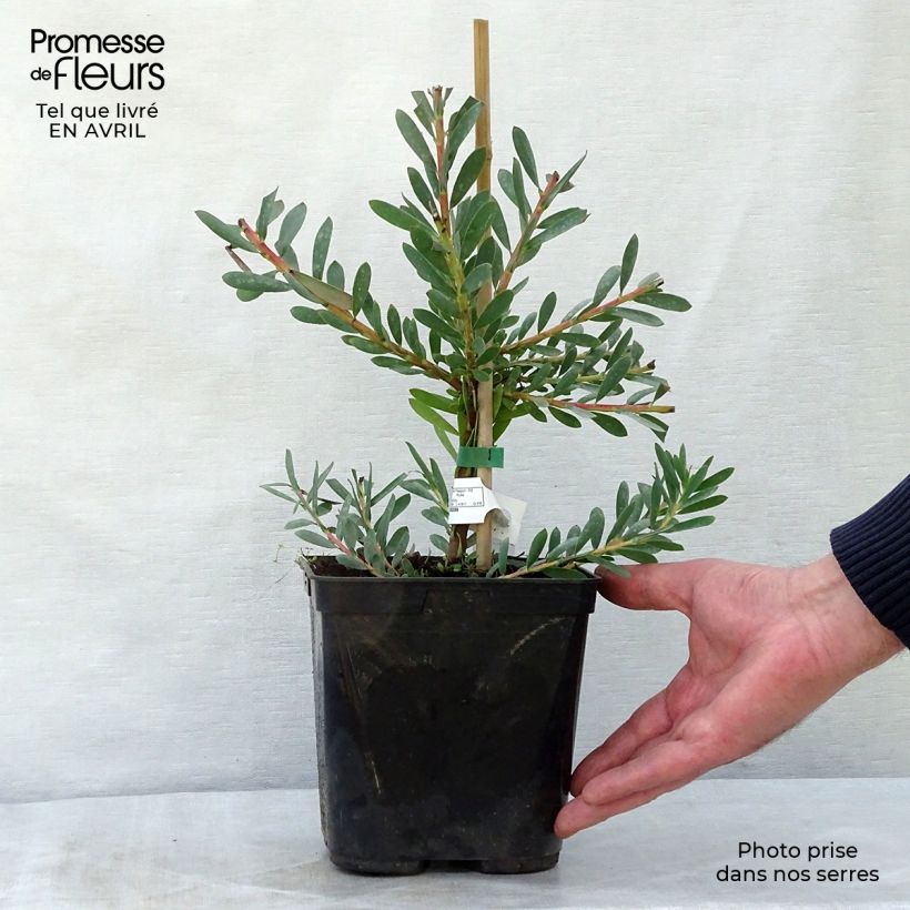 Spécimen de Leucadendron Devil's Blush Pot de 3L/4L tel que livré au printemps
