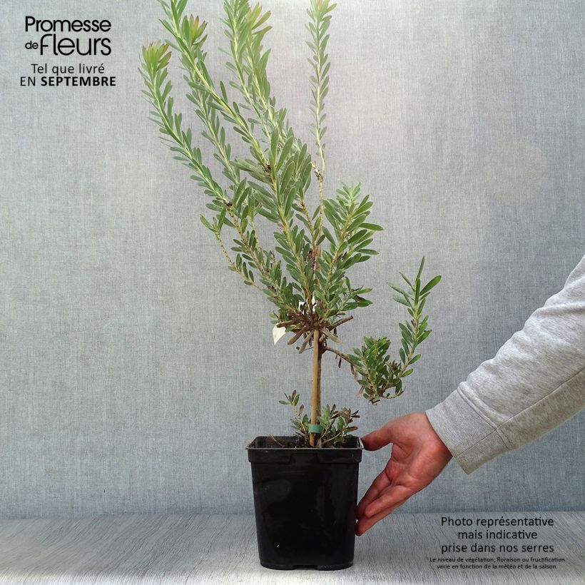 Spécimen de Leucadendron Devil's Blush Pot de 3L/4L tel que livré en automne