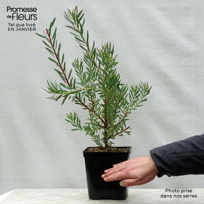Spécimen de Leucadendron Fireglow Pot de 3L/4L tel que livré en hiver