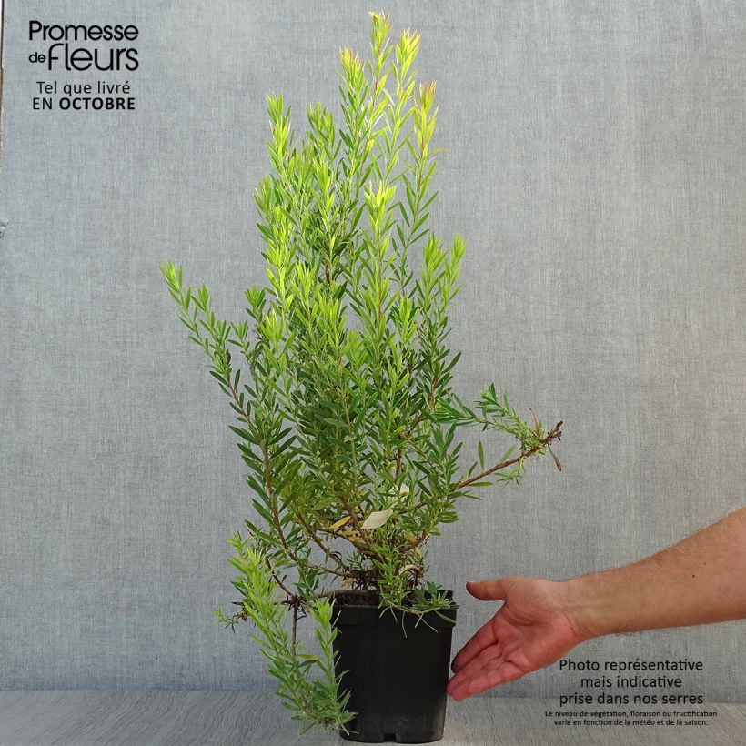 Spécimen de Leucadendron  Jack Harre Pot de 3L/4L tel que livré en automne