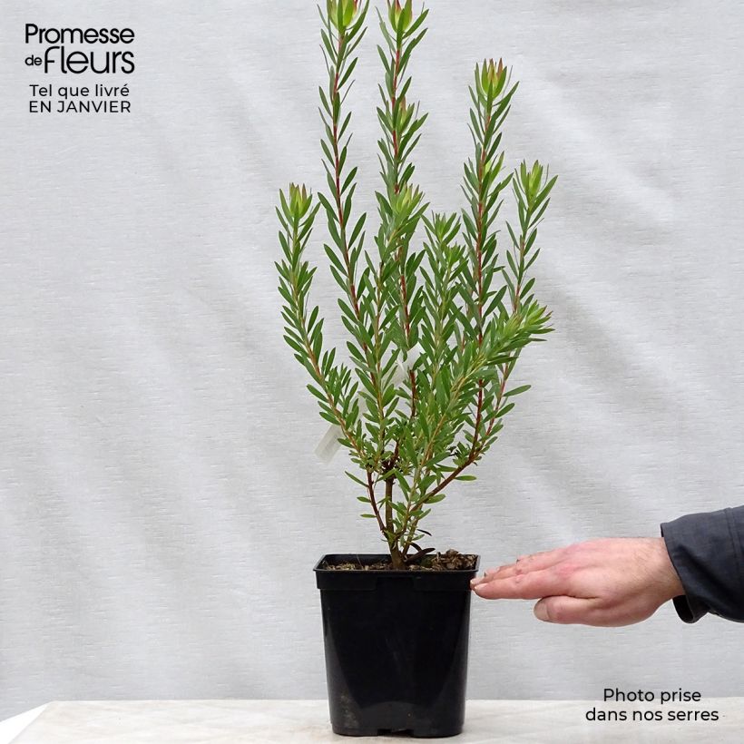 Spécimen de Leucadendron  Jack Harre Pot de 3L/4L tel que livré en hiver