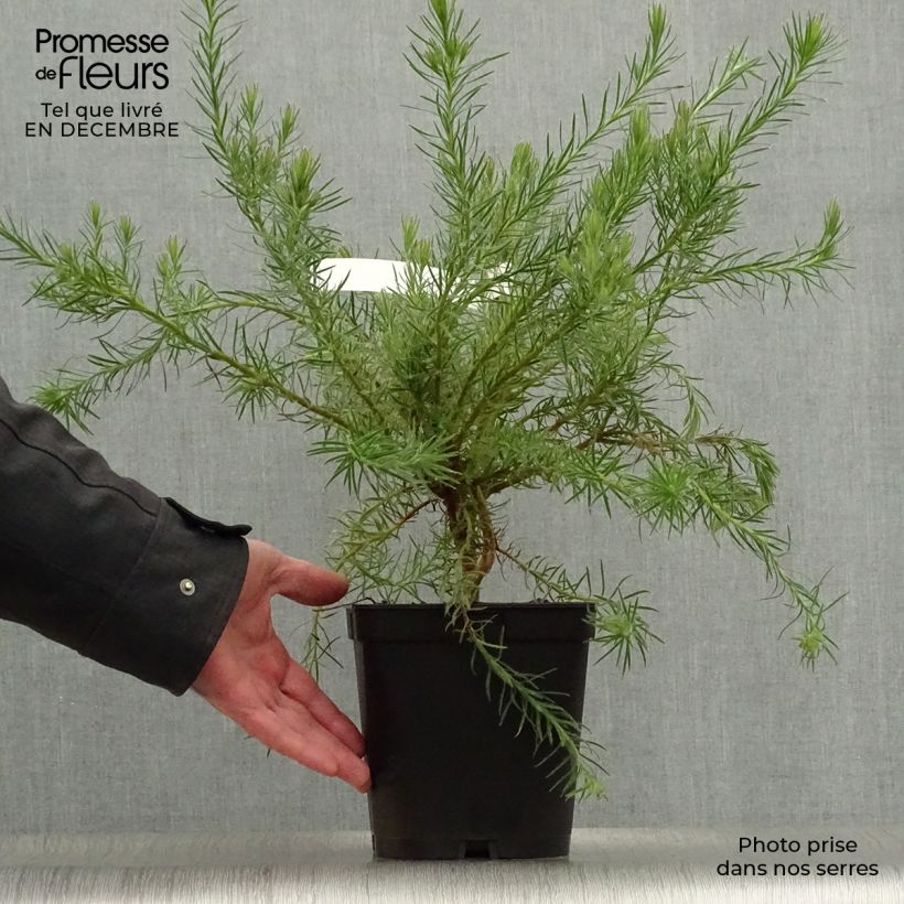 Spécimen de Leucadendron Jubilee Crown  Pot de 3L/4L tel que livré en hiver