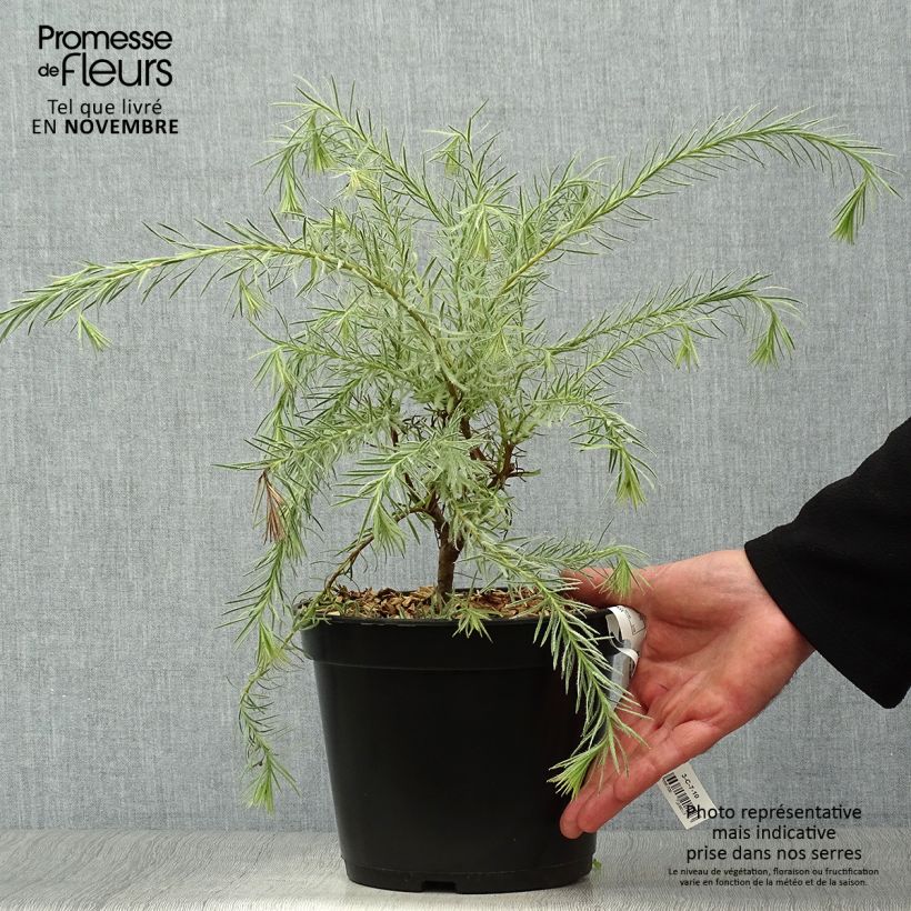 Spécimen de Leucadendron Jubilee Crown  Pot de 3L/4L tel que livré en automne