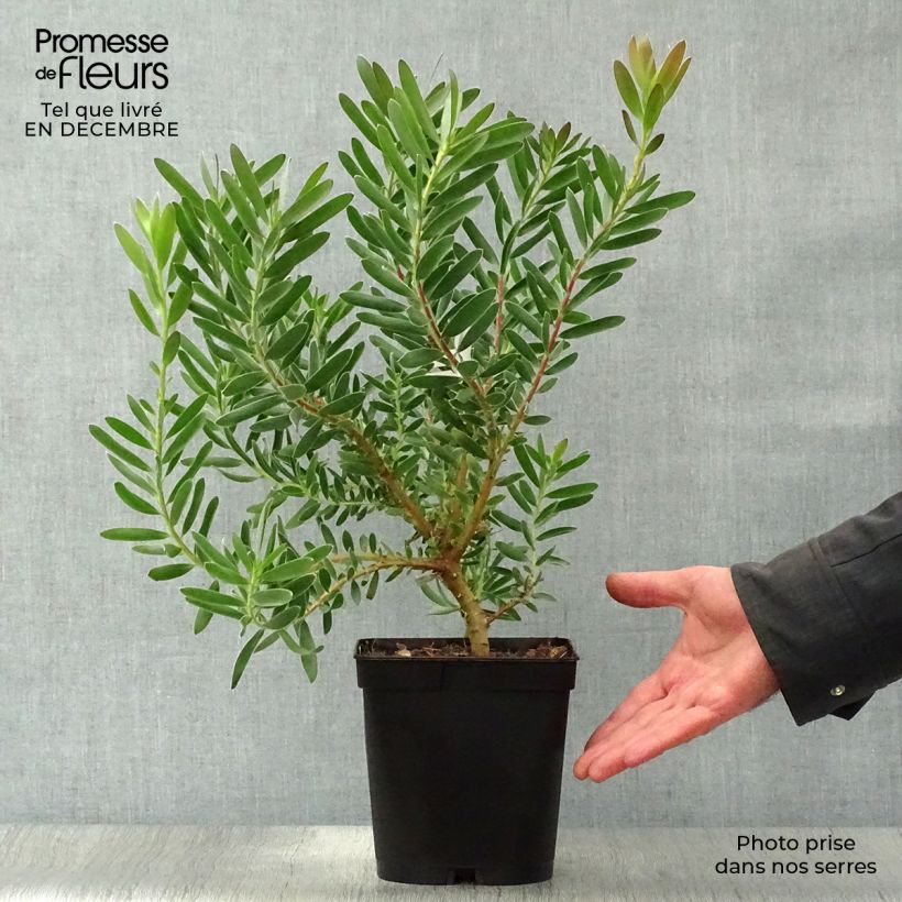 Spécimen de Leucadendron Safari Sunset Pot de 3L/4L tel que livré en hiver