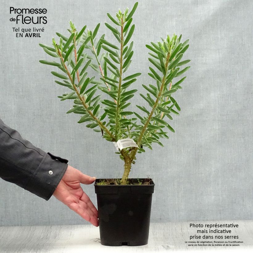 Spécimen de Leucadendron Safari Sunset Pot de 3L/4L tel que livré au printemps
