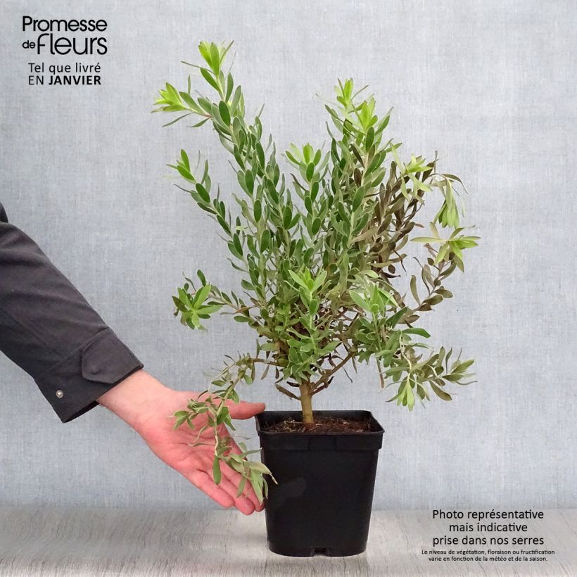 Spécimen de Leucadendron Sundance Pot de 3L/4L tel que livré en hiver