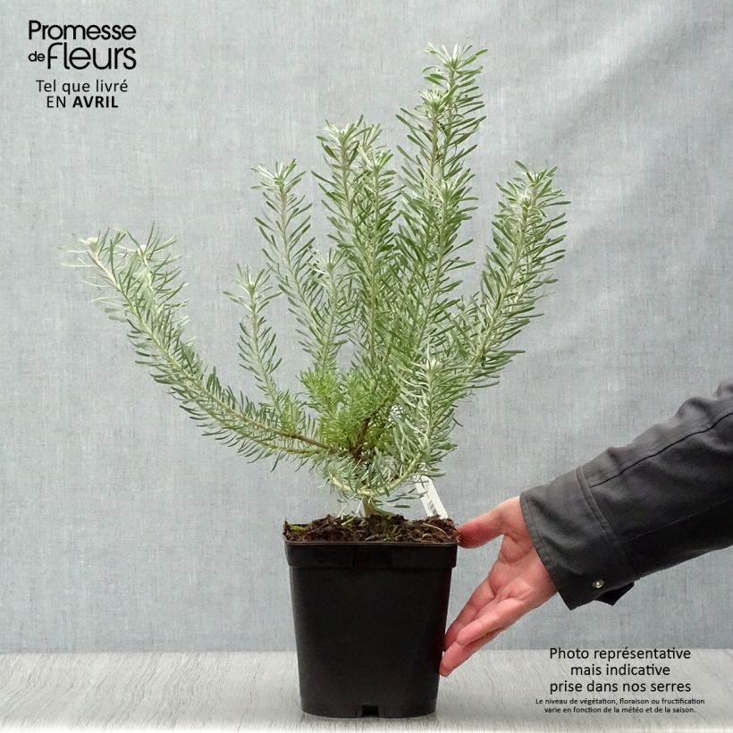 Spécimen de Leucadendron galpinii Carlin  Pot de 3L/4L tel que livré au printemps