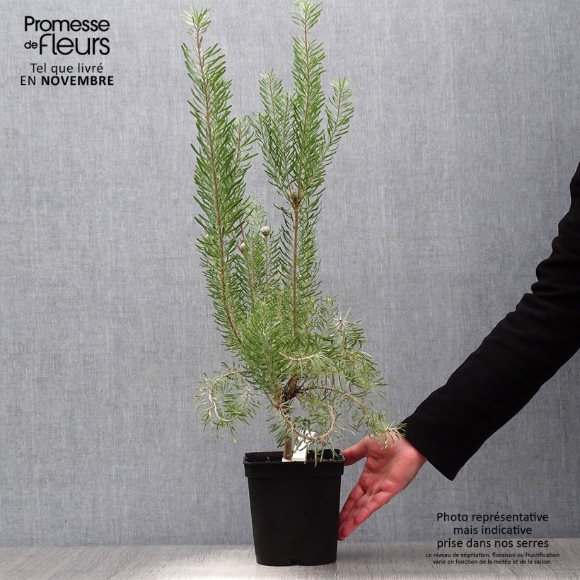 Spécimen de Leucadendron galpinii Carlin  Pot de 3L/4L tel que livré en automne