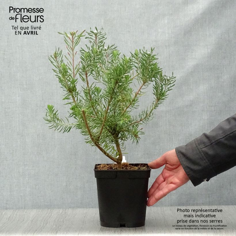 Leucadendron galpinii Purple Haze Maceta 3L/4L Ejemplar entregado en la primavera