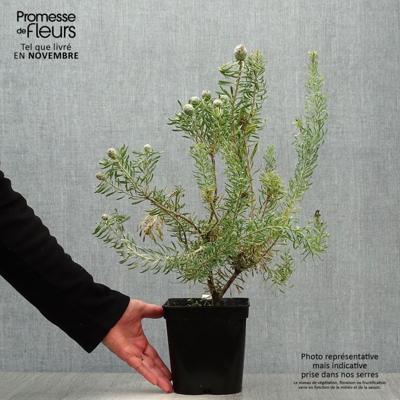 Spécimen de Leucadendron galpinii Purple Haze Pot de 3L/4L tel que livré en automne