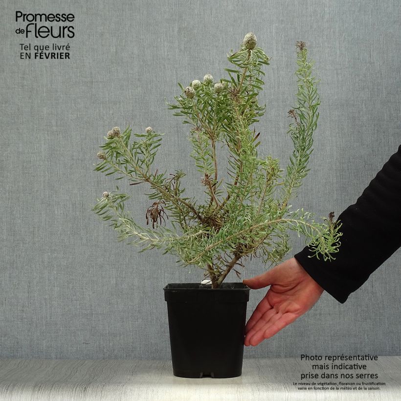 Spécimen de Leucadendron galpinii Purple Haze Pot de 3L/4L tel que livré en hiver