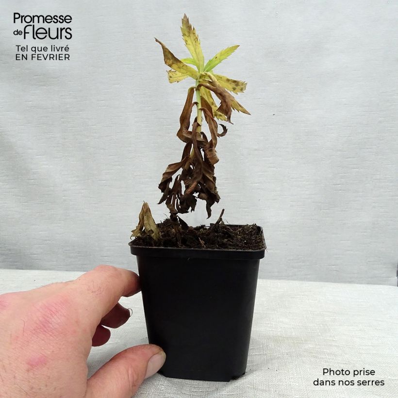 Spécimen de Leucanthemella serotina - Grande marguerite d'automne Godet de 8/9 cm tel que livré en hiver