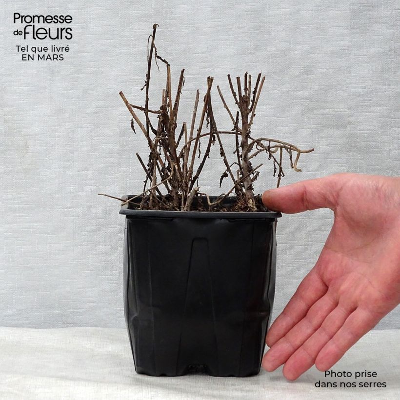 Leucanthemella serotina 2L/3L pot sample as delivered in spring