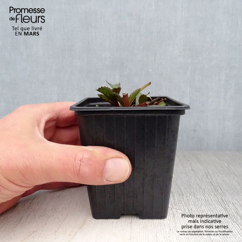 Spécimen de Leucanthemum Aglaia - Grande Marguerite Godet de 7/8 cm tel que livré au printemps