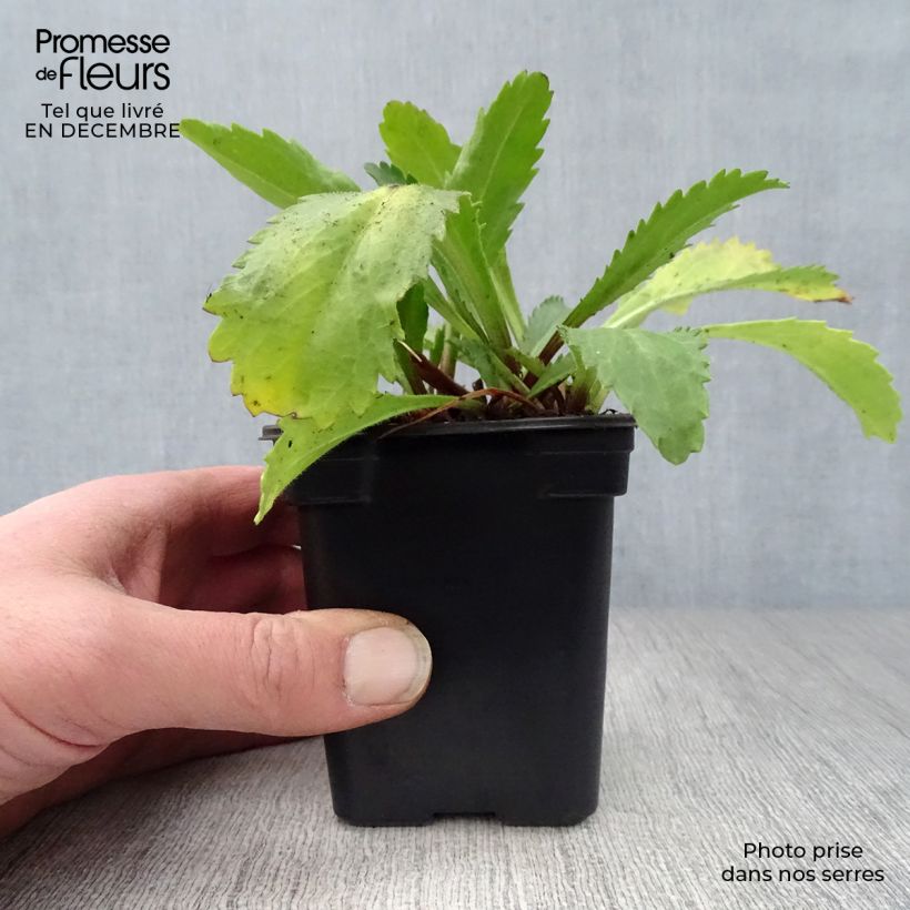 Spécimen de Leucanthemum Banana Cream - Grande marguerite Godet de 7/8 cm tel que livré en hiver