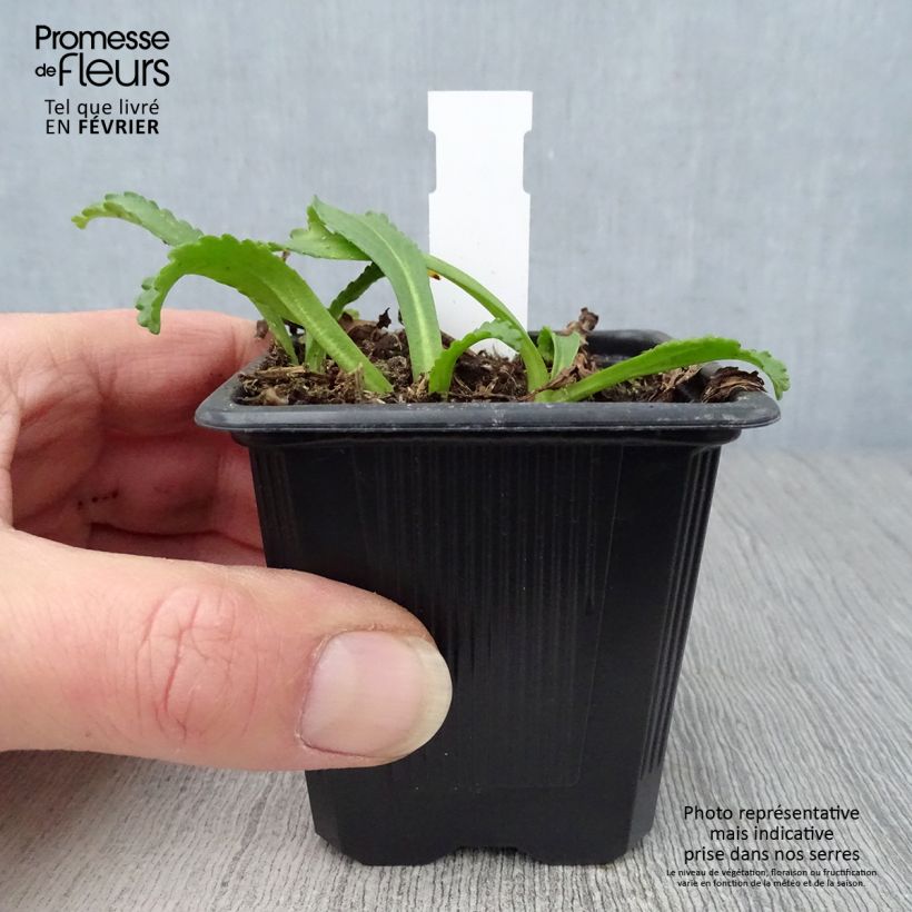 Spécimen de Leucanthemum Kings Crown - Grande marguerite. Godet de 8/9 cm tel que livré en hiver