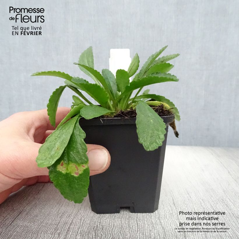 Spécimen de Leucanthemum Polaris - Marguerite d'été Godet de 8/9 cm tel que livré en hiver