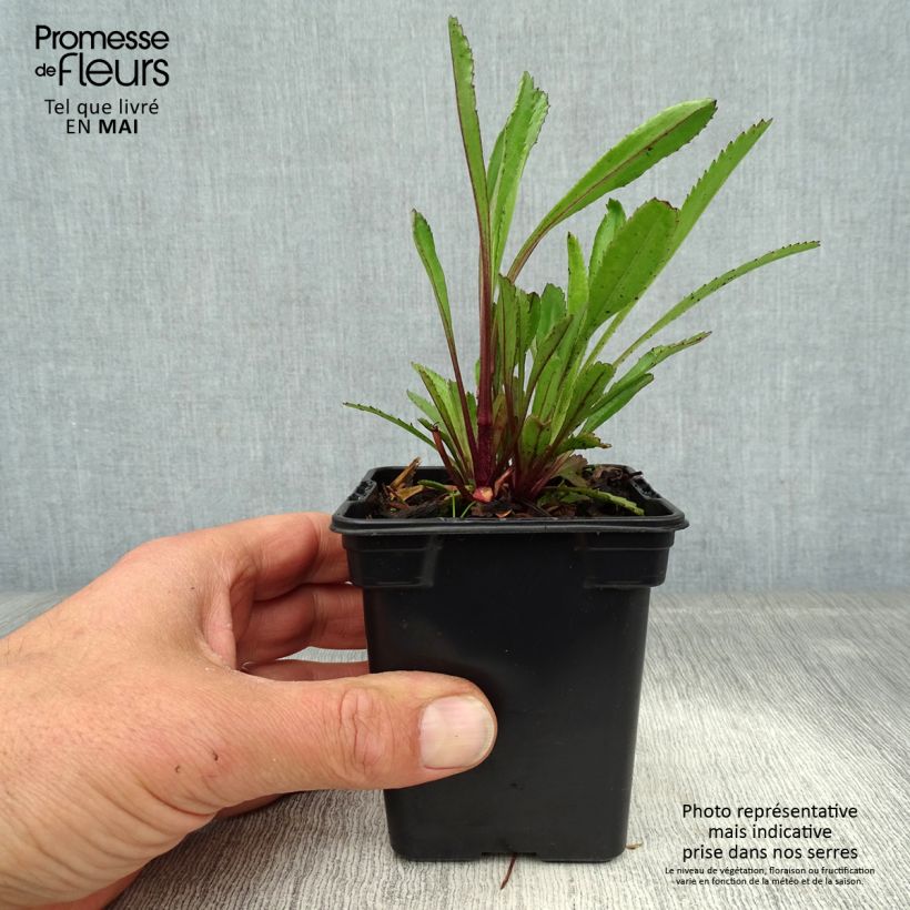 Spécimen de Leucanthemum Princesse d'Argent - Grande marguerite Godet de 7/8 cm tel que livré au printemps