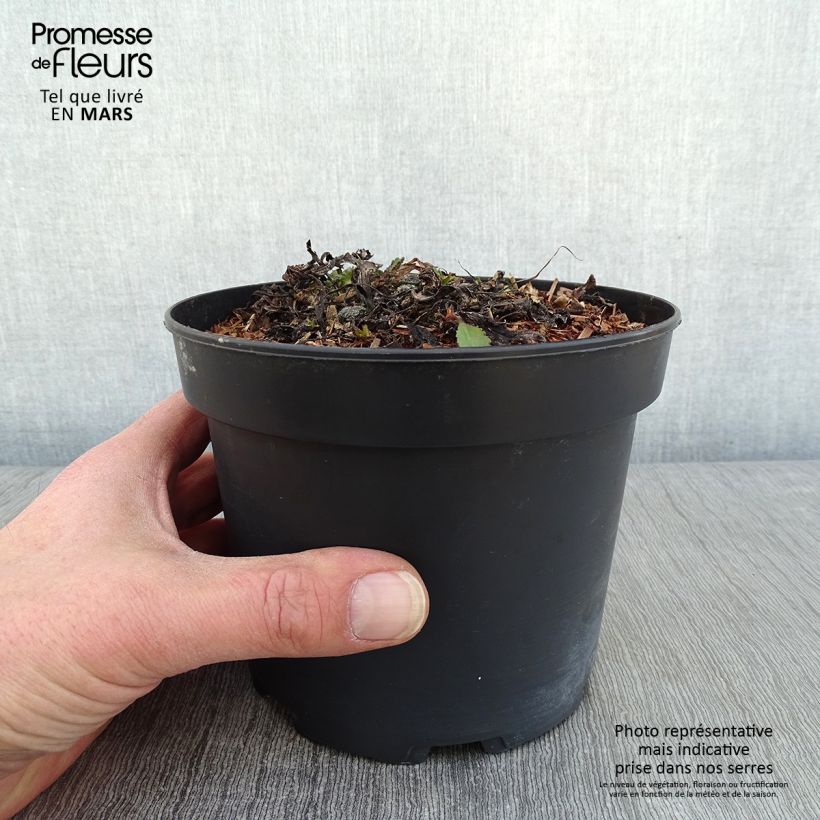 Spécimen de Leucanthemum Princesse d'Argent - Grande marguerite Pot de 2L/3L tel que livré en hiver