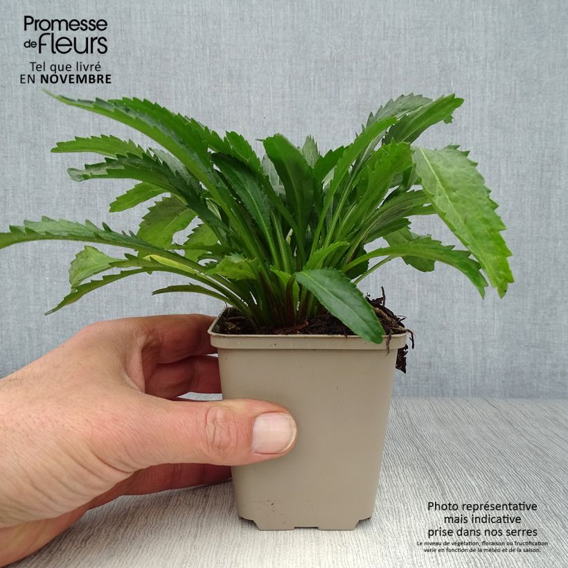 Spécimen de Leucanthemum Real Neat - Grande marguerite Godet de 8/9 cm tel que livré en automne