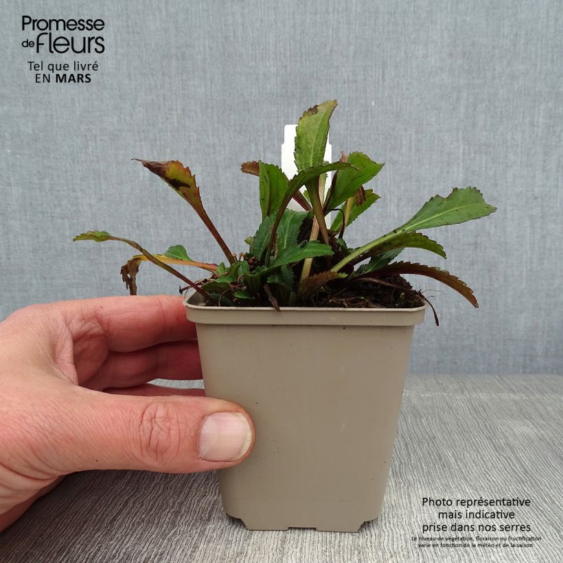 Spécimen de Leucanthemum Real Neat - Grande marguerite Godet de 8/9 cm tel que livré en hiver