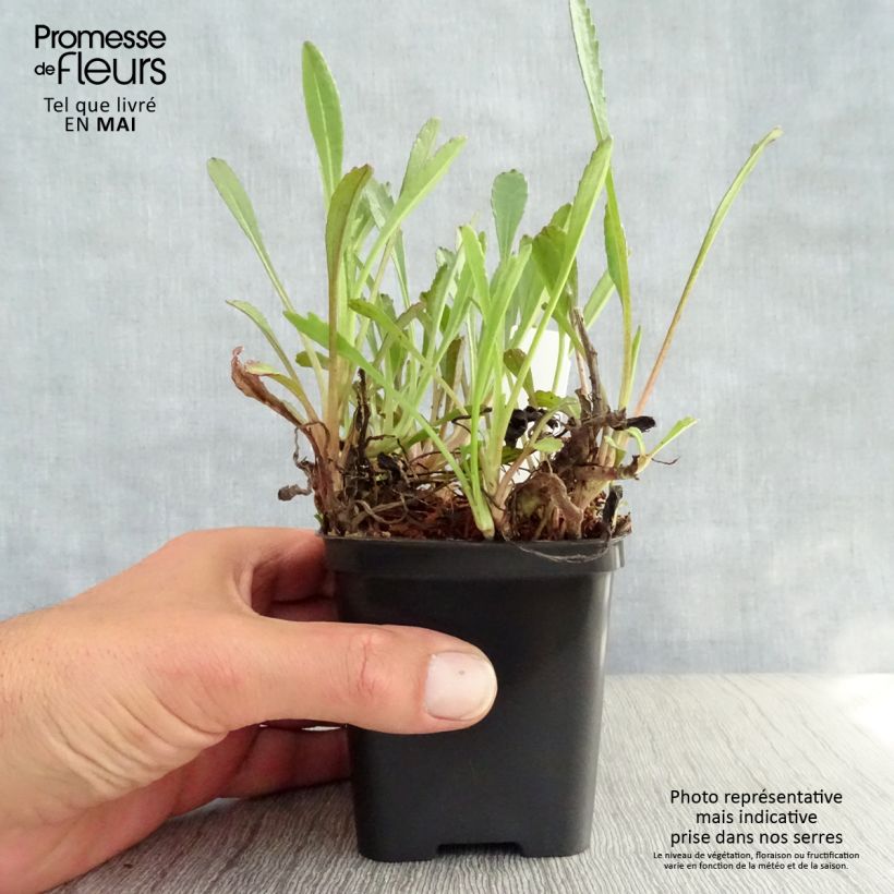 Leucanthemum superbum Shapcott Gossamer - Margherita Vasetto da 8/9 cm esemplare consegnato in primavera