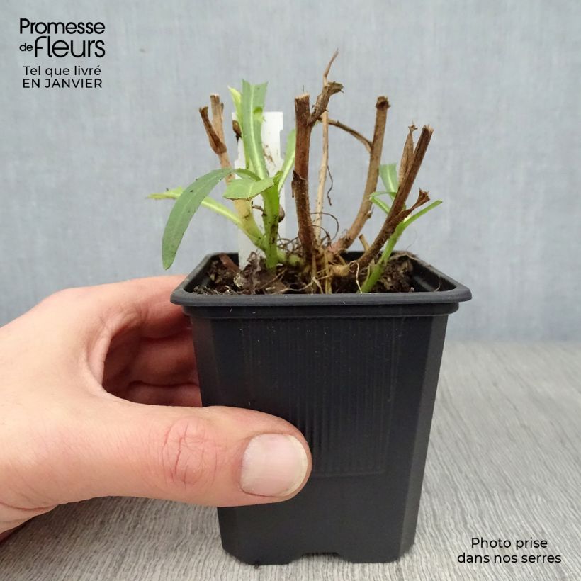 Spécimen de Leucanthemum Victorian Secret - Marguerite à fleurs doubles Godet de 8/9 cm tel que livré en hiver