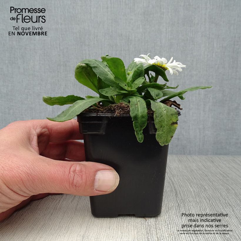 Spécimen de Leucanthemum maximum Etoile d'Anvers - Grande marguerite Godet de 7/8 cm tel que livré en automne