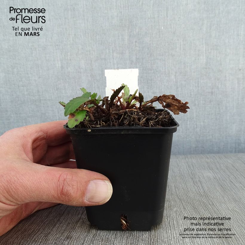 Spécimen de Leucanthemum superbum Alaska - Grande marguerite Godet de 8/9 cm tel que livré en hiver