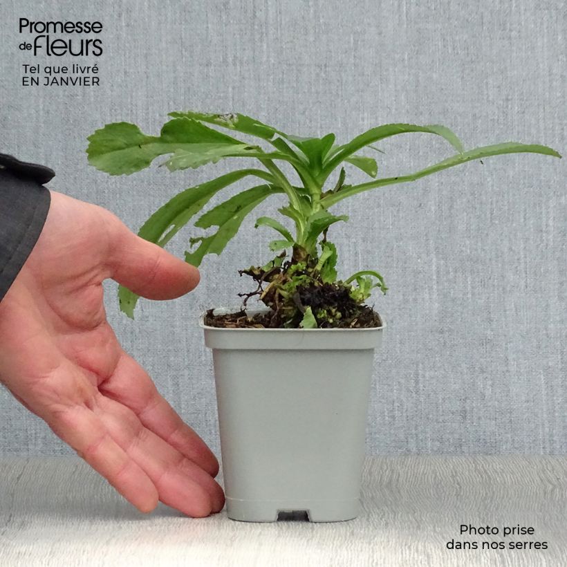 Spécimen de Leucanthemum superbum Becky - Grande marguerite Godet de 8/9 cm tel que livré en hiver