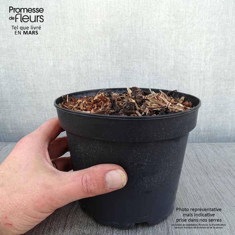 Spécimen de Leucanthemum superbum Becky - Grande marguerite Pot de 2L/3L tel que livré en hiver