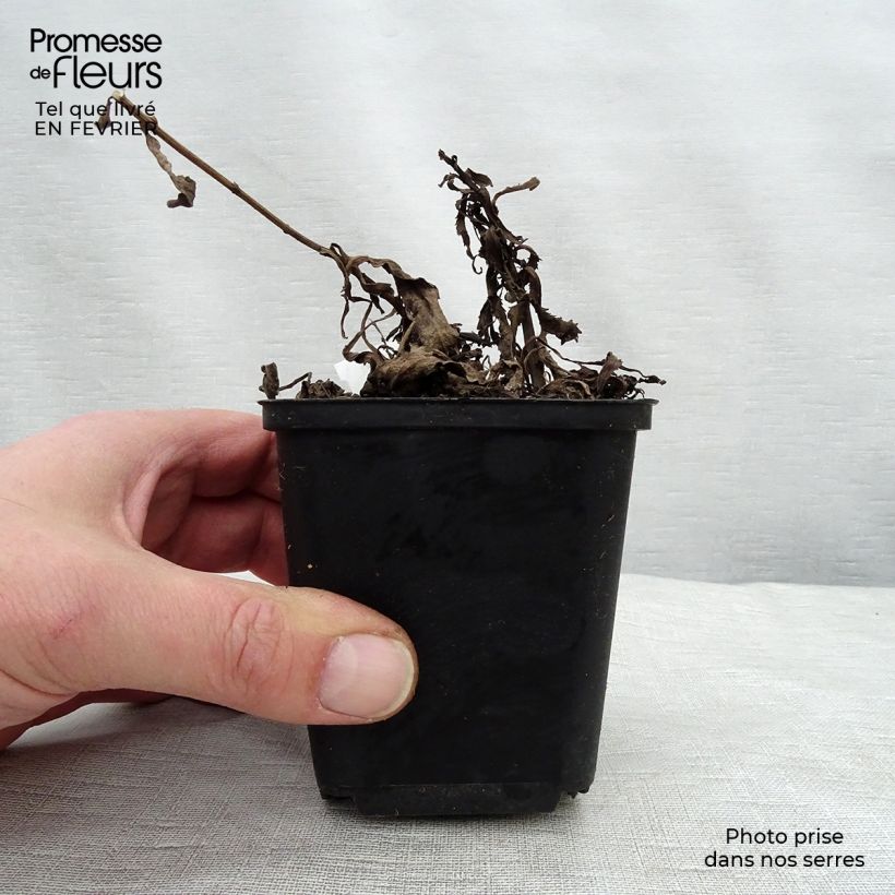 Spécimen de Leucanthemum superbum Christine Hagemann - Grande marguerite Godet de 8/9 cm tel que livré en hiver