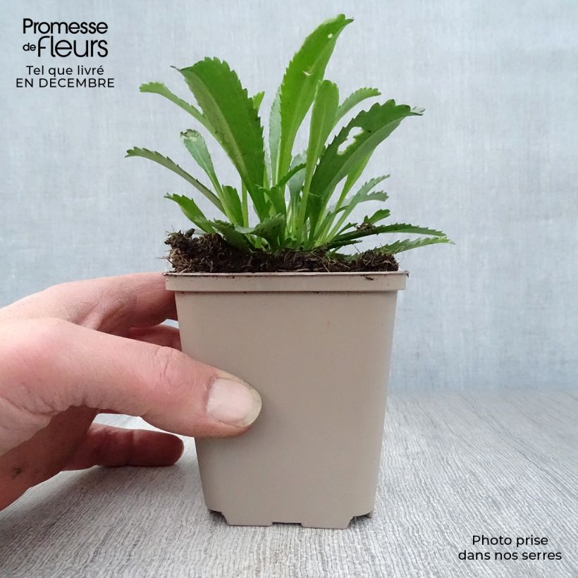 Spécimen de Leucanthemum superbum Goldfinch - Grande marguerite Godet de 8/9 cm tel que livré en hiver