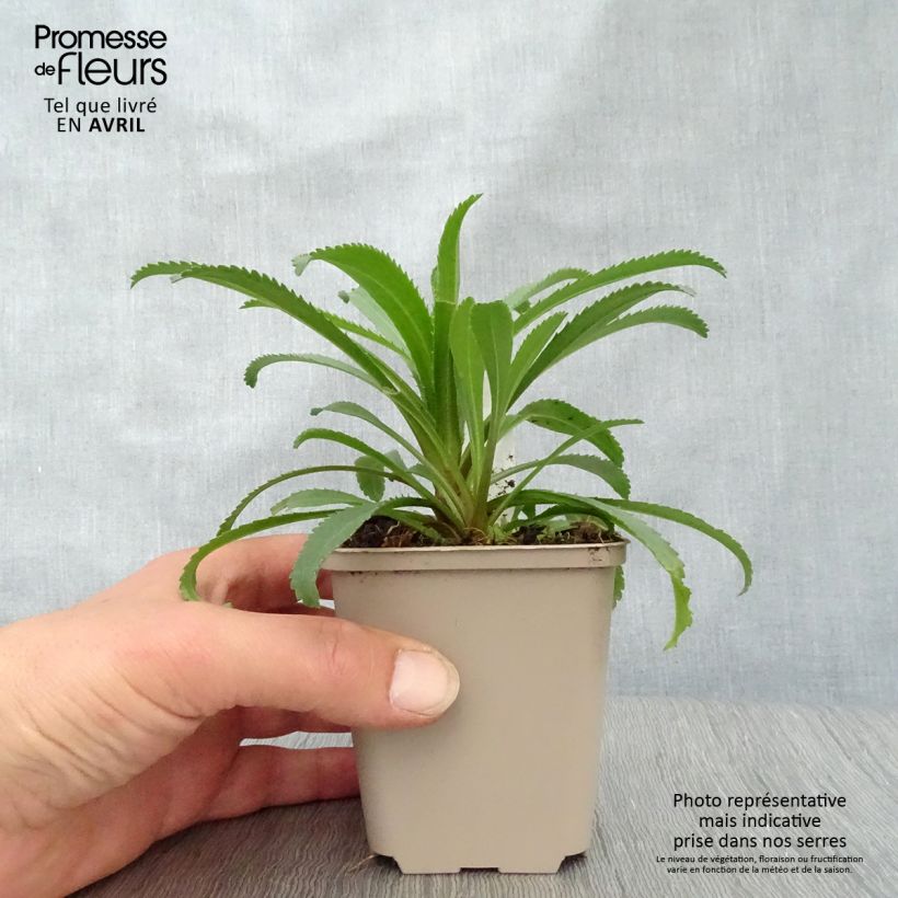 Spécimen de Leucanthemum superbum Goldfinch - Grande marguerite Godet de 8/9 cm tel que livré au printemps