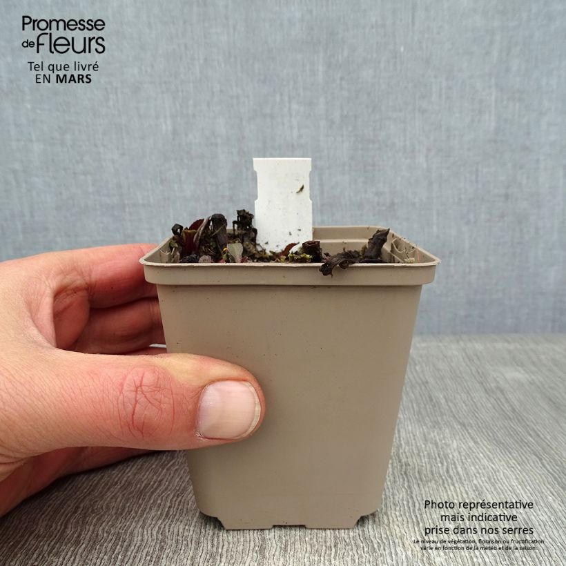 Spécimen de Leucanthemum superbum Luna - Grande marguerite Godet de 8/9 cm tel que livré en hiver