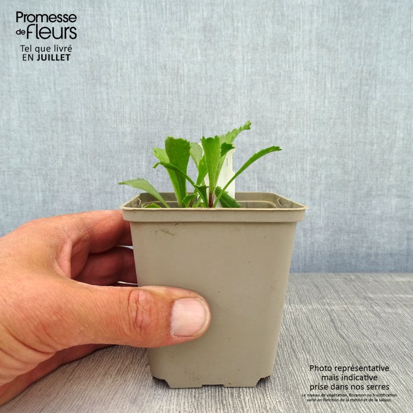 Spécimen de Leucanthemum superbum Real Galaxy - Grande marguerite Godet de 8/9 cm tel que livré en été