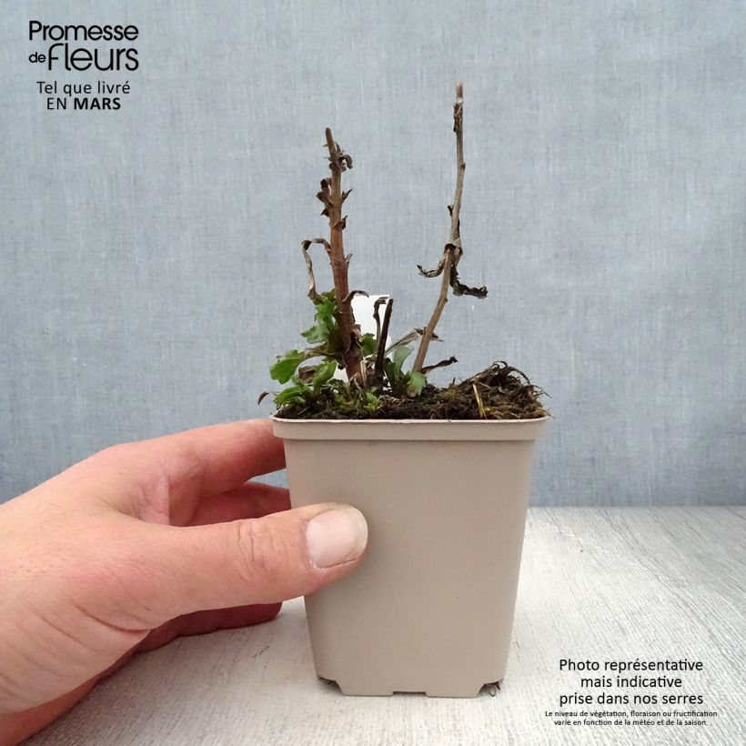 Leucanthemum superbum Real Glory - Shasta Daisy 8/9 cm pot sample as delivered in spring