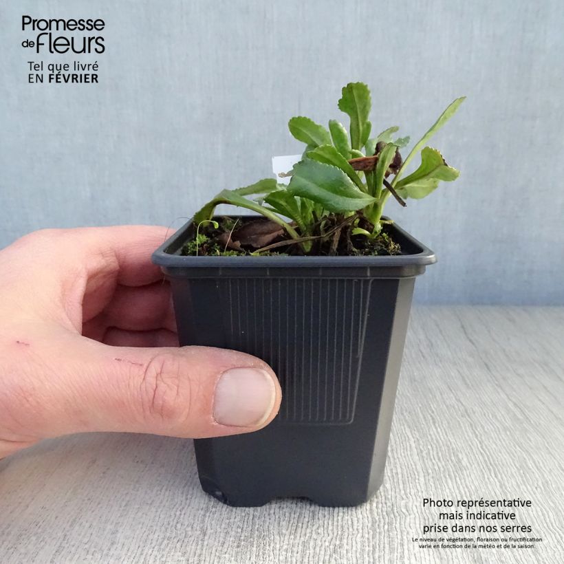 Spécimen de Leucanthemum superbum Sonnenschein - Grande Marguerite Godet de 8/9 cm tel que livré en hiver