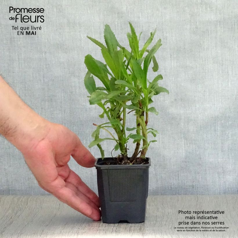 Spécimen de Leucanthemum superbum Sonnenschein - Grande Marguerite Godet de 8/9 cm tel que livré au printemps