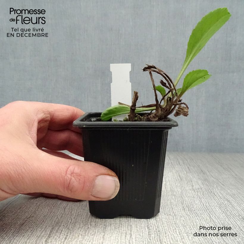 Spécimen de Leucanthemum superbum Wirral Supreme - Grande Marguerite Godet de 7/8 cm tel que livré en hiver