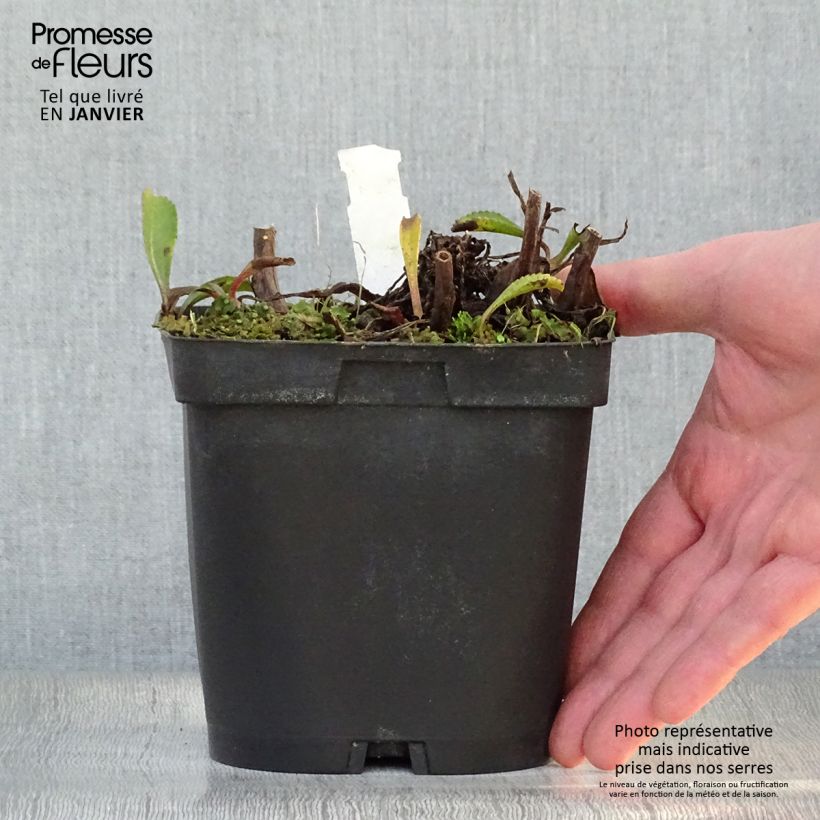 Spécimen de Leucanthemum superbum Wirral Supreme - Grande Marguerite Pot de 2L/3L tel que livré en hiver