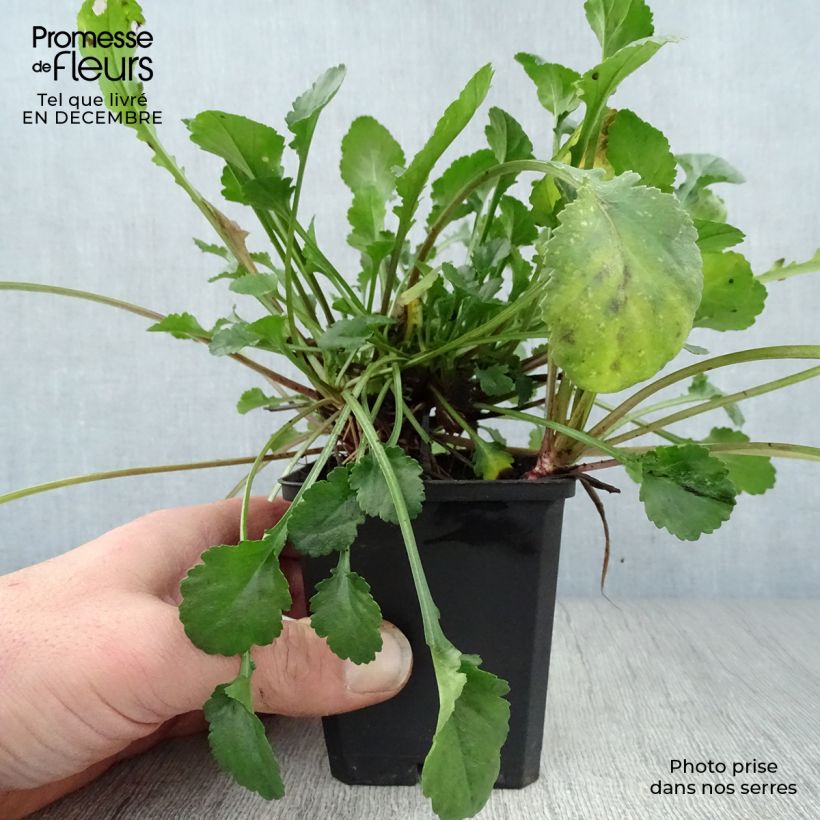 Spécimen de Leucanthemum vulgare Maikonigin - Marguerite Reine de Mai Godet de 8/9 cm tel que livré en hiver