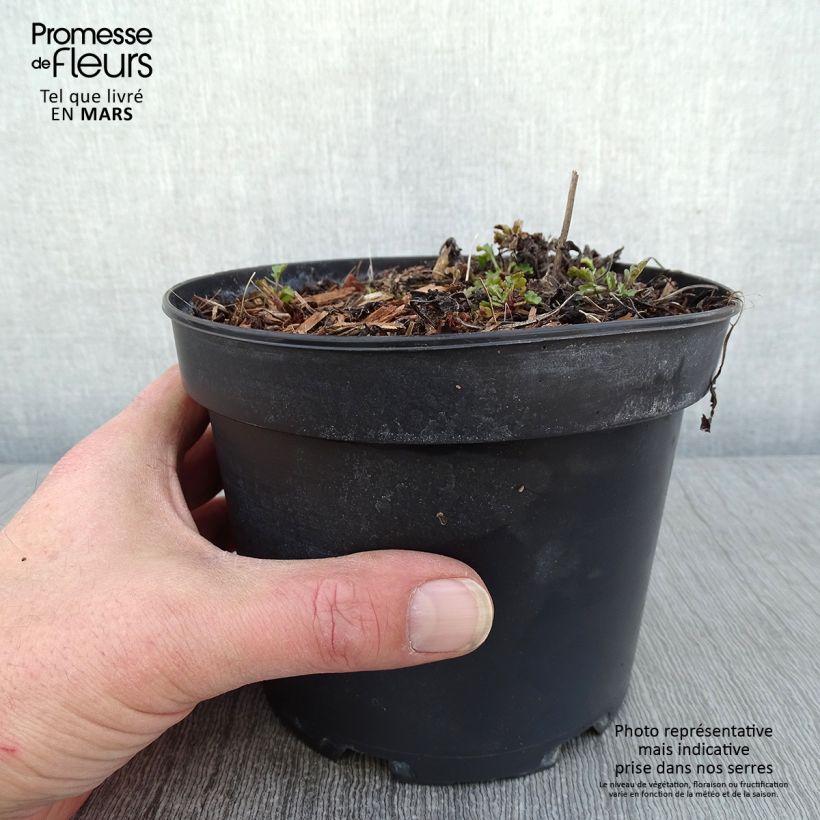 Spécimen de Leucanthemum vulgare Maikonigin - Marguerite Reine de Mai Pot de 2L/3L tel que livré en hiver